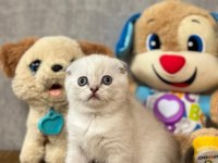 Scottısh Fold Sılver Yavrularım 