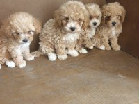 Anne altından maltipoo bebekler