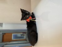 Bombay Yavru Kedi Sahiplendirne
