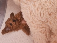 Teacup boy poodle