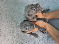 Cane Corso yavru