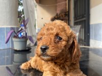 POODLE YAVRU