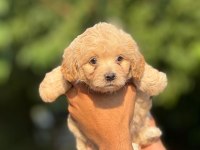 AŞILI ÇİŞ EĞİTİMLİ MALTİPOO BEBEKLER 