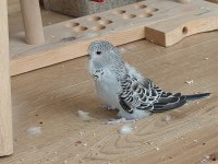 Show Jumbo Muhabbet Kuşu Yavrular Sahiplendirme