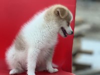 Pomeranian spitz eğitimli aşıları tam acil