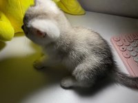 Safkan British Shorthair dişi Yavru