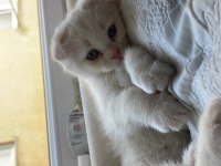 1.5 aylık erkek scottish fold