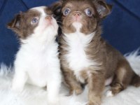 Orijinal Teacup Chihuahua yavrularımız