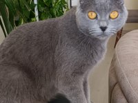 Scottish Fold 1,5 Yaşında