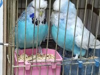 Show jumbo muhabbet kuşu