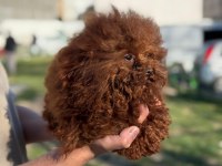 KORE YAVRUSU A KALİTE TEACUP TOY POODLE RED BROWN YAVRULAR