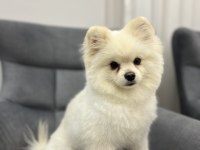 Oyuncul Erkek Pomeranian