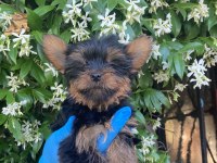 Yorkie shire şirineler