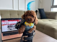 Hiçbir yerde Göremeyeceğiniz Toy poodle Bebekler