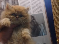 POFUDUK SHOW CLASS İRAN KEDİSİ BEBEK