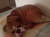 18 aylık ingiliz bulldog