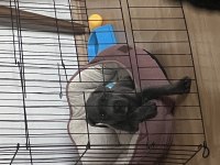 Cane corso kızımıza yeni yuva arıyoruz