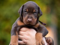 2 Aylık Safkan Asil Doberman Yavrularım
