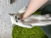 Bebek Kedilerimiz Yeni Yuvalarını Arıyor