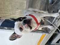 Korsan french bulldog