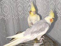 Çok Uyguna Verilecek Sultan Papağanı