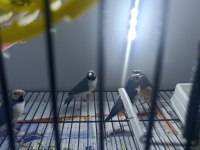 Mavi ve silver goldian finch takımlar