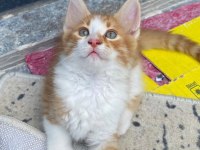 BİRBİRİNDEN GÜZEL BAKIMLI SARMAN KEDİLER