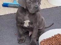 Acil sahiplendirilecek A şecereli cane corso yavrular
