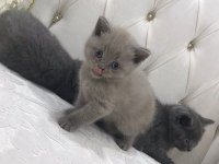 SAFKAN LİLAC AÇIK GRİ DİŞİ SCOTTİSH AİLESİNİ ARIYOR