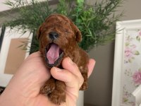 Toy poodle