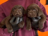 Ruhsatlı Çiftlikten a kan Labrador yavruları