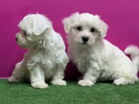 MALTESE TERRİER YAVRU