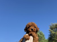 WC EĞİTİMLİ REDBROWN TOY POODLE YAVRUMUZ