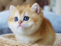 Şampiyon Soydan Gelen Golden British Shorthair 