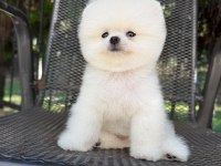 Orjinal Pomeranian Boo Yavrumuz Fındık