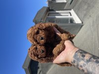 RED BROWN TOY POODLE YAVRULAR