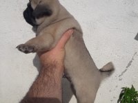 Basık surat pug bebekler
