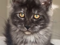 Türkiyenin her yerine teslim XXL Maine coon kedileri