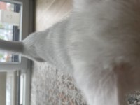 2.5 aylık dişi british shorthair
