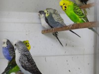 Çeşitli muhabbet kuşları show, jumbo, blackface, japones