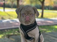 TÜRKİYEDE TEK PUG