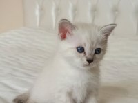Erkek british shorthair