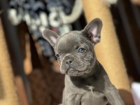 Blue French Bulldog Yavrularımız