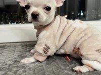 Şivava yavru köpeğimiz