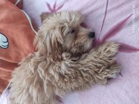 Poodle bakamadığımızdan dolayı sahiplendirilecektir