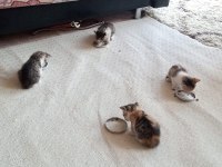 Tekir kırması 3 renkli dişi yavru kediler