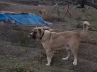 Uzay mekiği maşallah böylesi yok