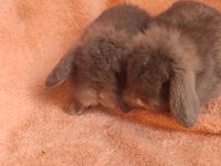 Hollanda teddy lop tavşanı