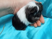 Ginepig Bebeklerimizi Görmeden Karar Vermeyin