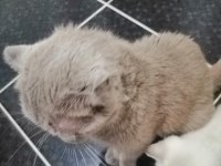 Scottish Fold Kedimiz 1 Yaşında